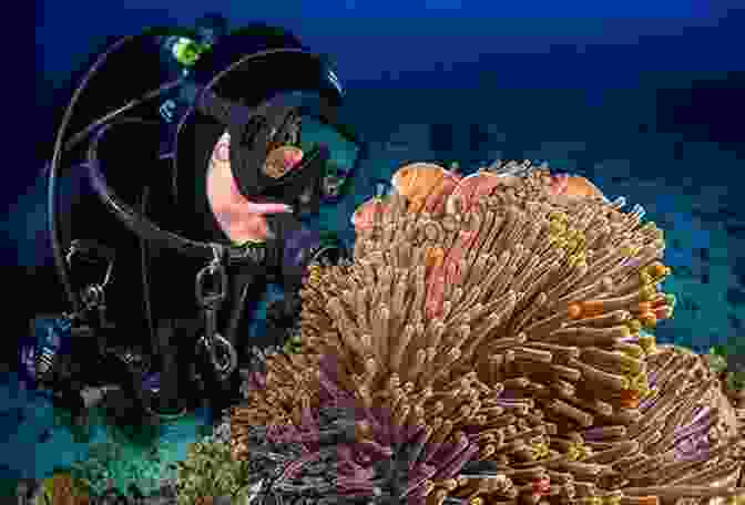 A Scuba Diver Exploring A Coral Reef. Scuba Diving: A Newcomers Point Of View