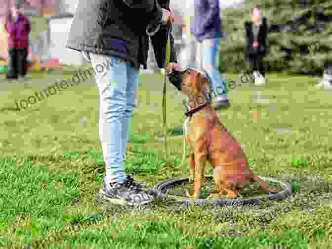 Animal Trainer Working With An Animal, Using Positive Reinforcement Techniques Efficient Livestock Handling: The Practical Application Of Animal Welfare And Behavioral Science