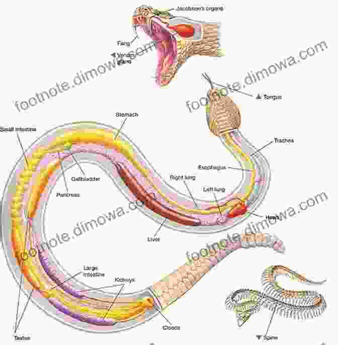 Detailed Anatomical Diagram Of A Snake Snakes Of The World: A Supplement