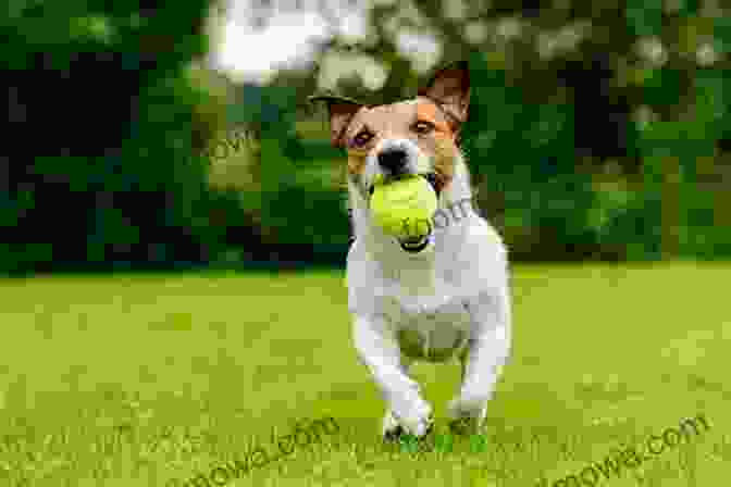 Dog Playing With A Ball In A Park In Gloucestershire The Dog Friendly Gloucestershire And The Cotswolds