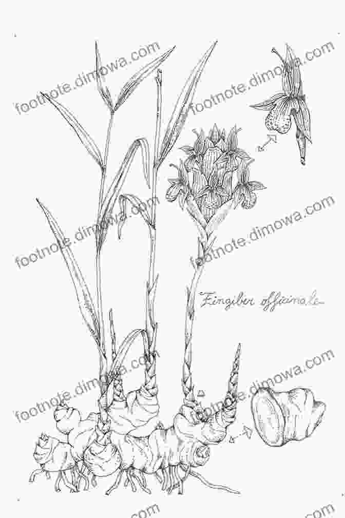 Intricate Sketch Of Ginger Flower, Capturing Its Delicate Petals And Intricate Details. Original Drawings Including Ginger Yew Hawthorn Capsicum (Sketchbook Art)