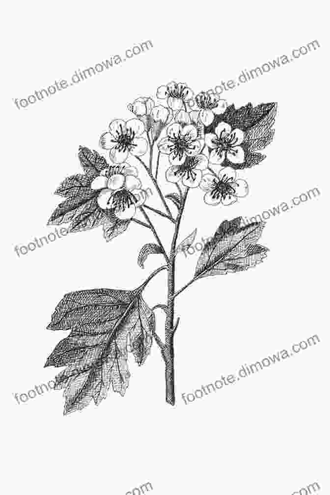 Stunning Sketch Of Hawthorn Flowers, Showcasing Their Graceful Curves And Delicate Petals. Original Drawings Including Ginger Yew Hawthorn Capsicum (Sketchbook Art)