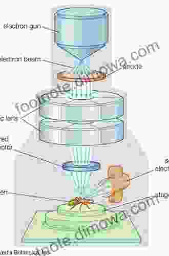 Basic Techniques For Transmission Electron Microscopy