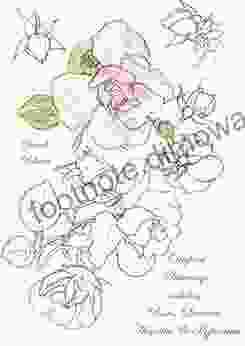 Original Drawings including Roses Lavatera Acanthus and Hypericum (Sketchbook Art)